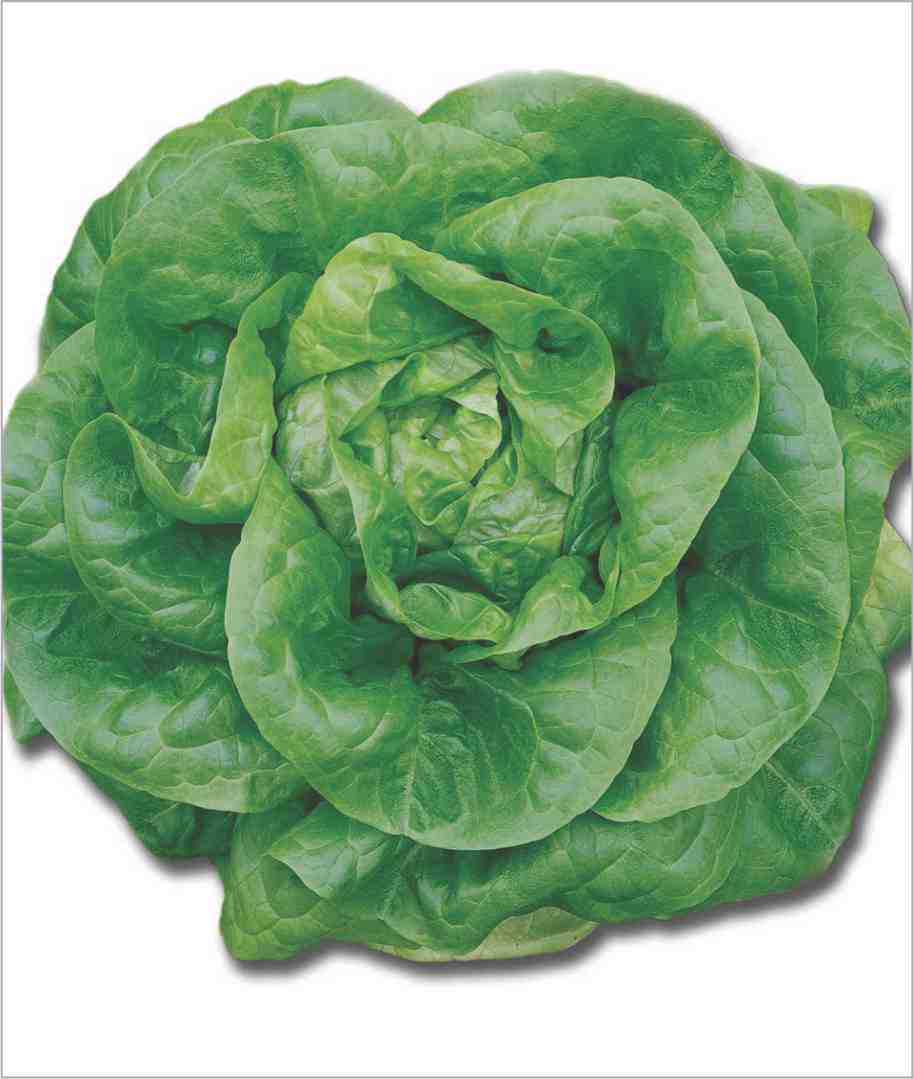 Lettuce Butterhead Seeds