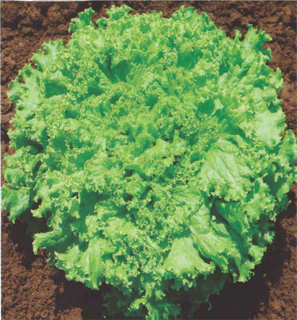 Lettuce Grand Rapids Seeds