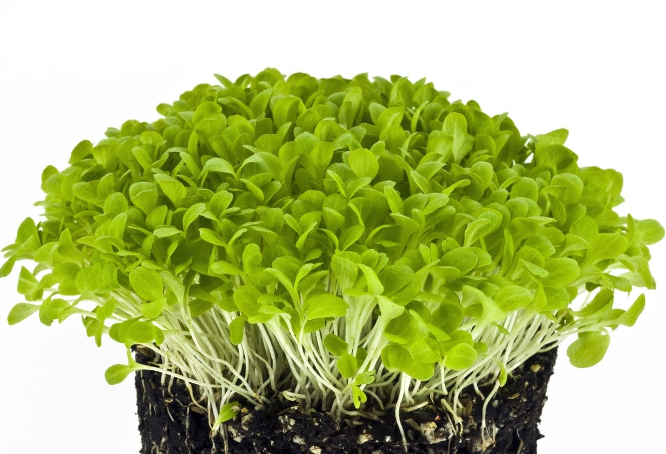 Lettuce Green microgreens