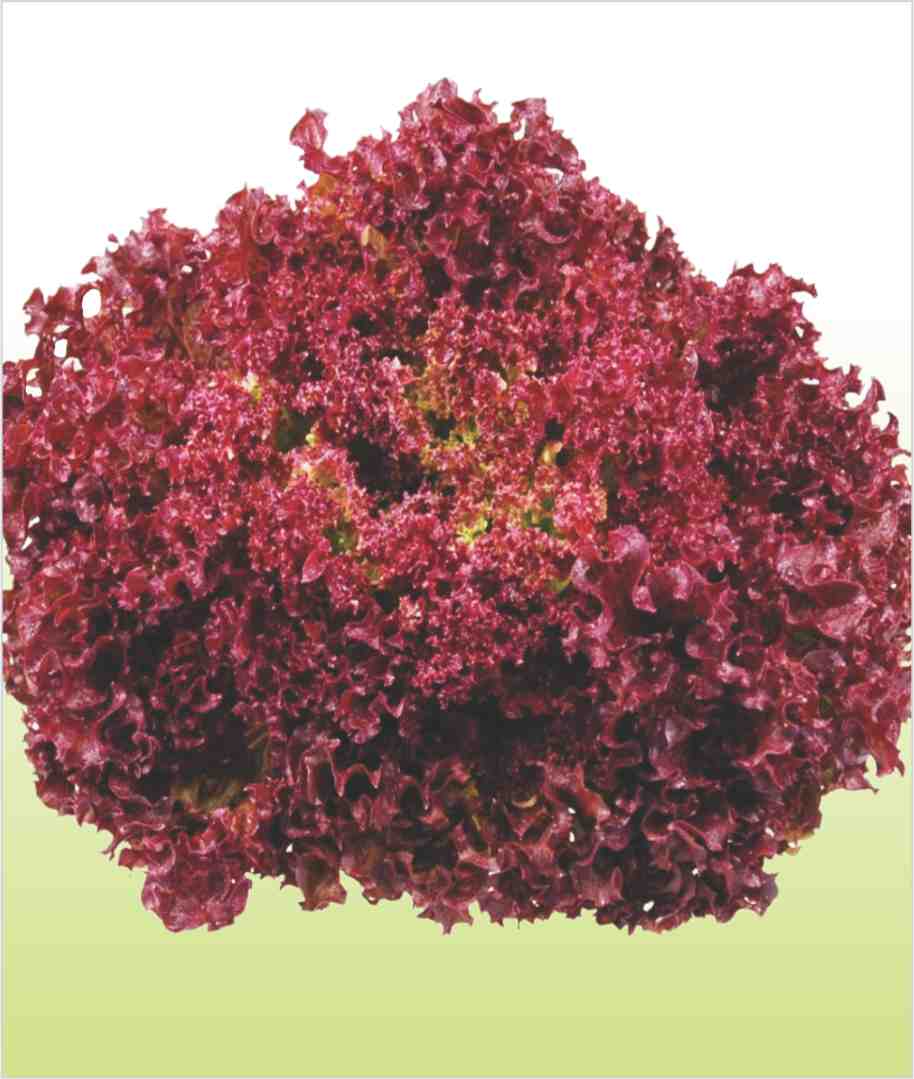 Lettuce Lollo Rosso Seeds