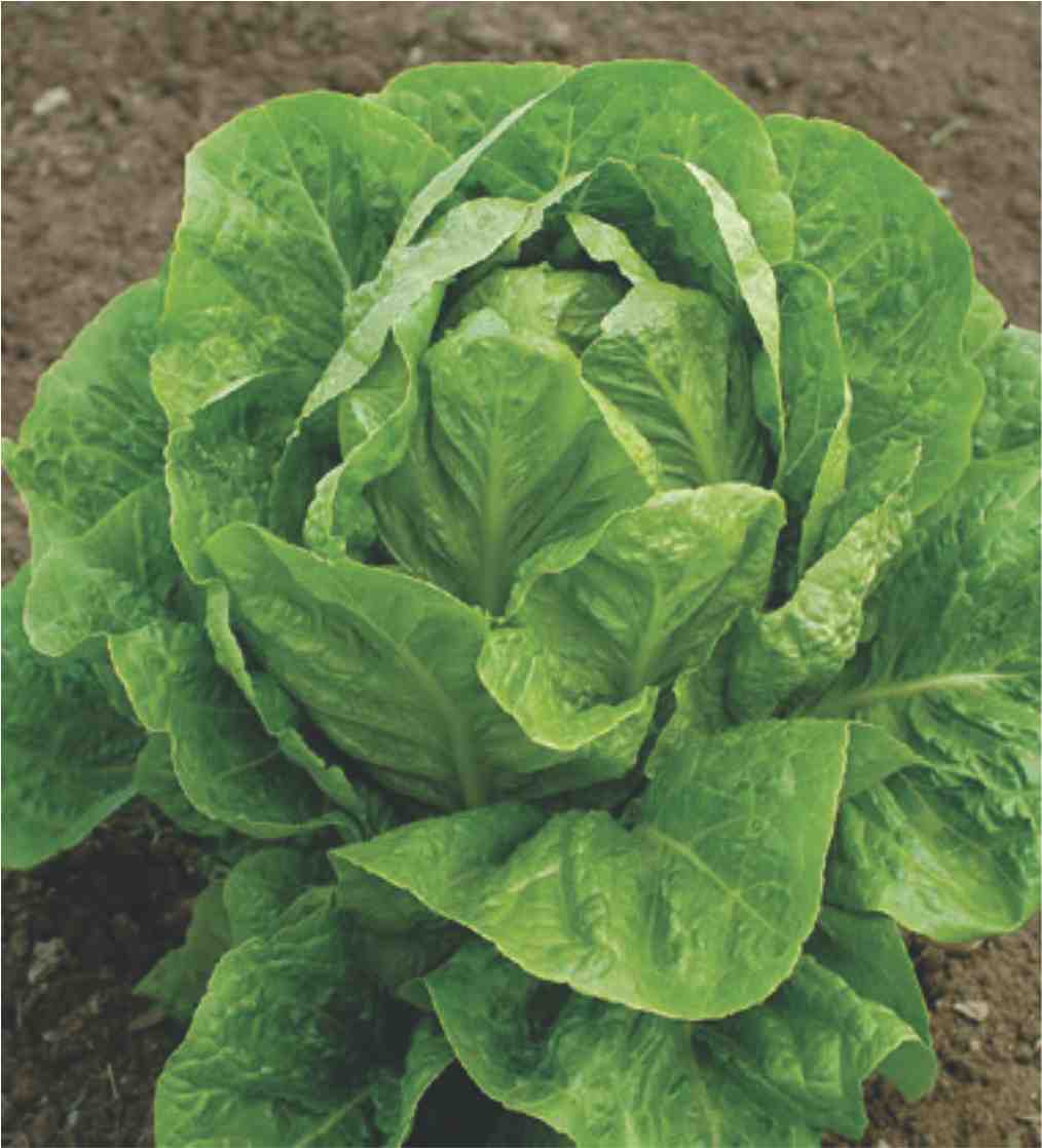 Lettuce Romaine Seeds