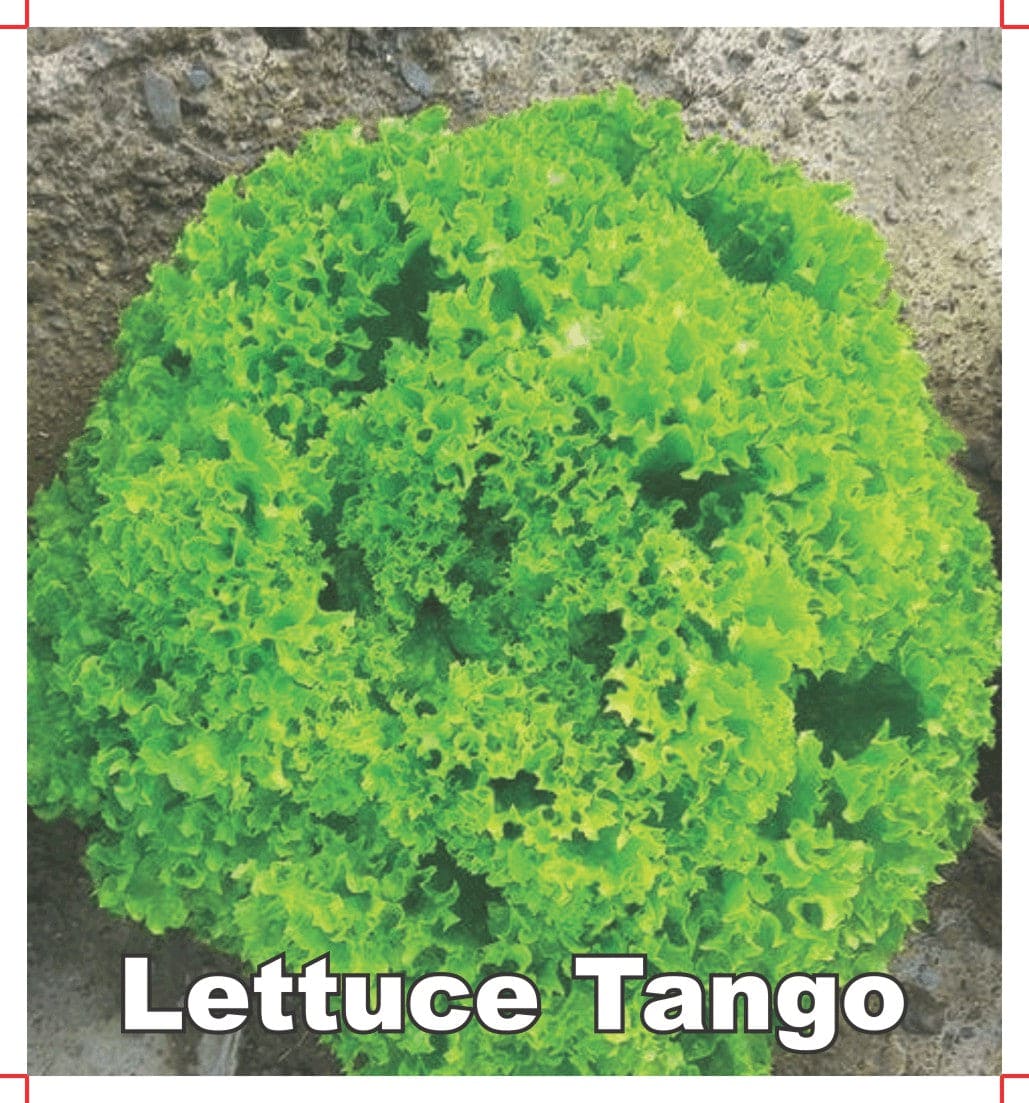 Lettuce Leafy Variety Tango Seeds