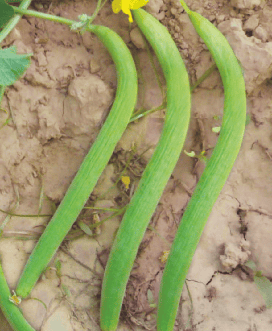 Longmelon/Kakri Lehar Seeds
