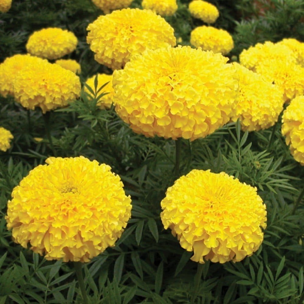 Marigold Yellow Sunrise Seeds