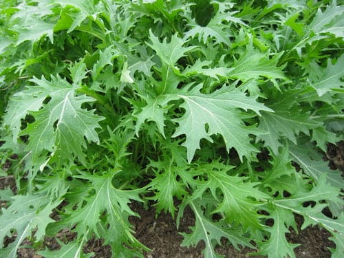 Mizuna Green Seeds
