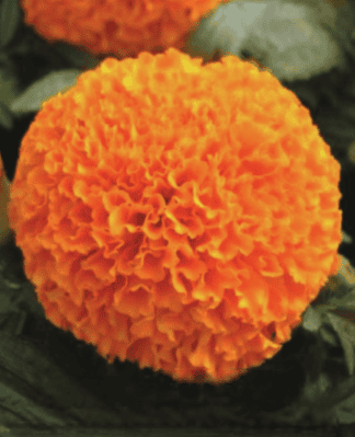 Marigold Orange Fusion Seeds
