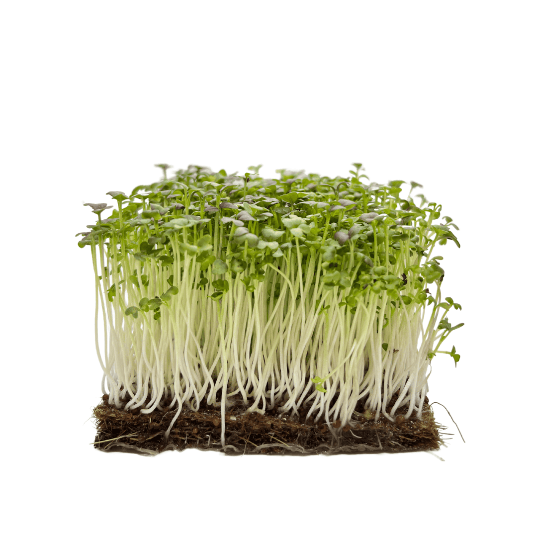 Mizuna Green microgreens