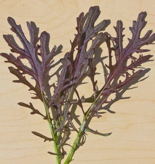 Mizuna Red Seeds