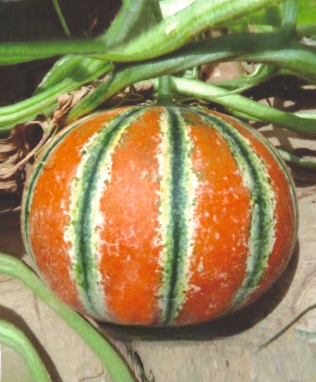 Muskmelon Kajri Seeds