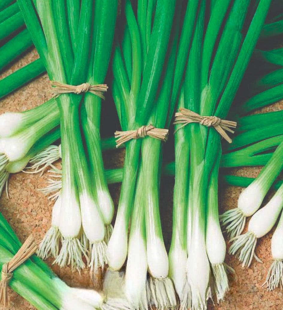 Bunching Onion Tokyo Long White seeds