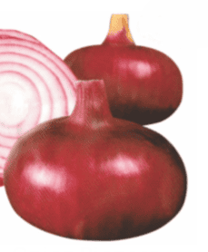 Hybrid Onion Pioneer Seeds
