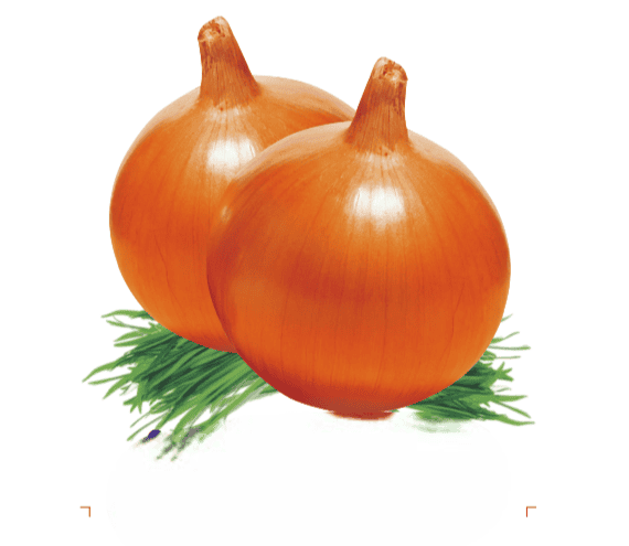 Onion Yellow Globe Seeds