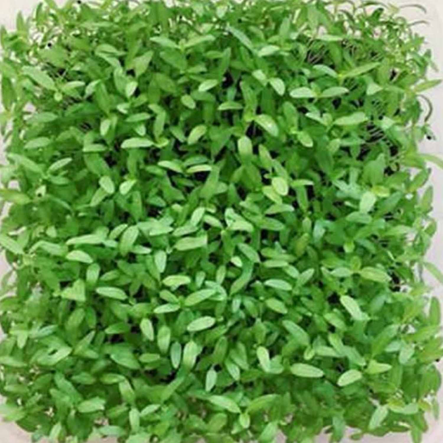 Amaranthus Green microgreens