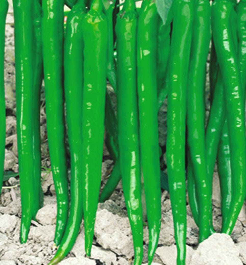 Hybrid Chilly Missile-947 Seeds