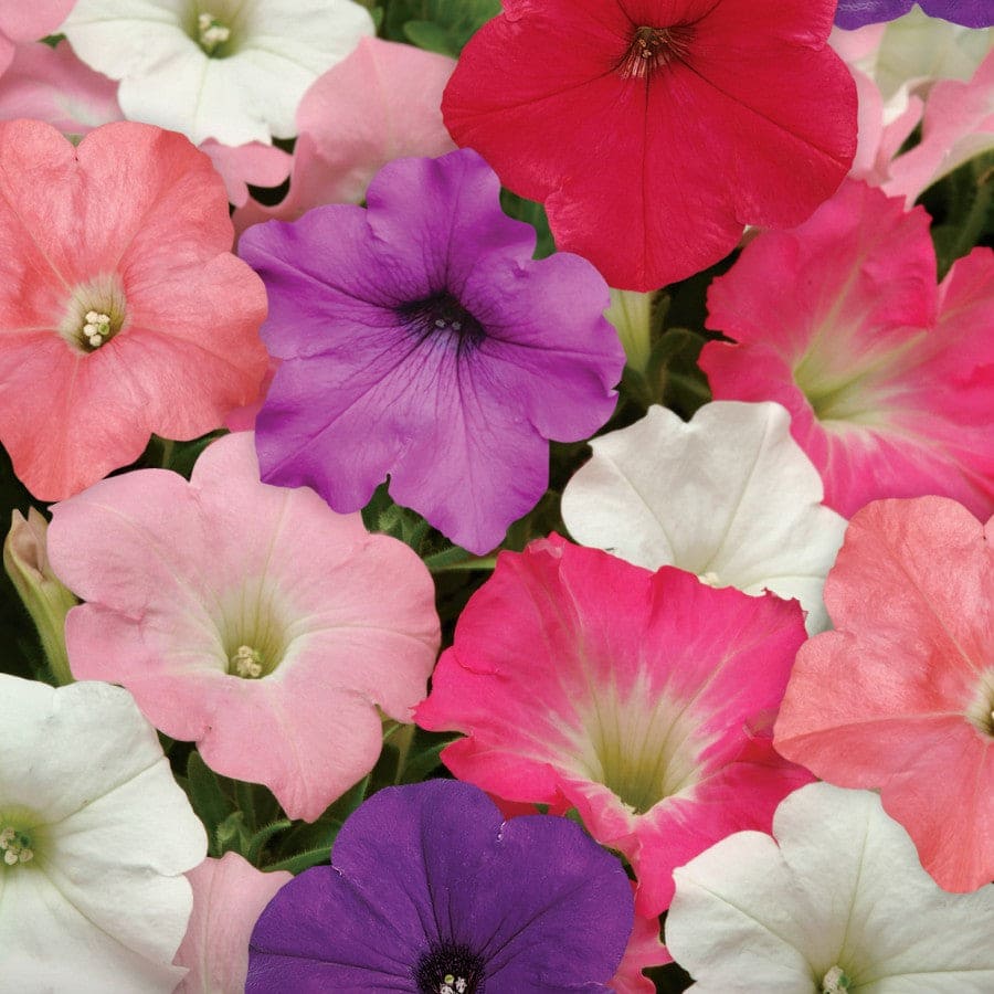 Petunia Dwarf Mix Seeds