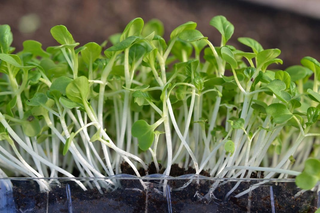 Pakchoy microgreens