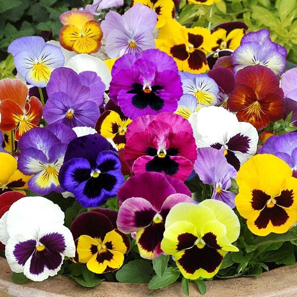 Pansy Velvet Mix Seeds