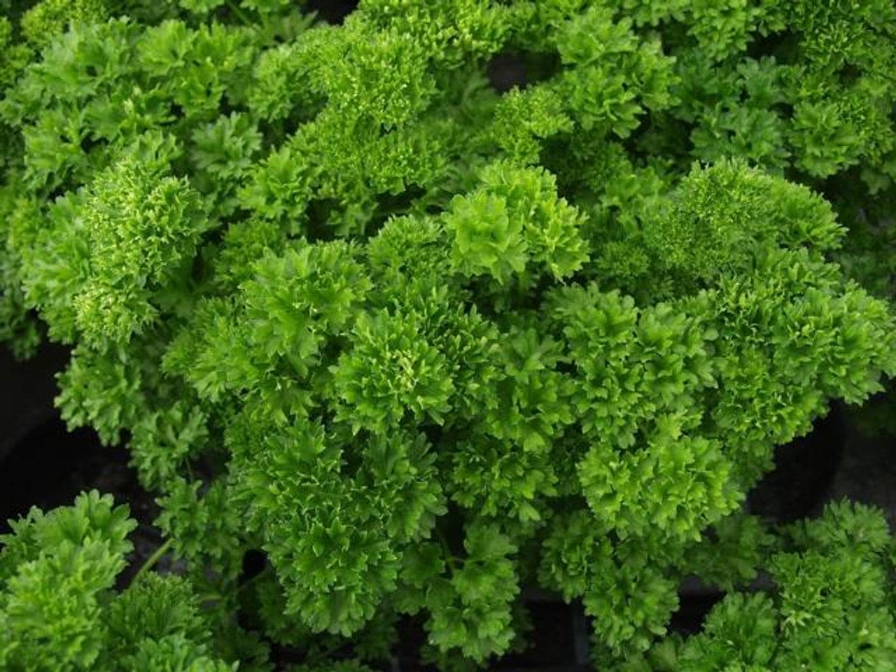 Parsley Double Moss Curled Seeds