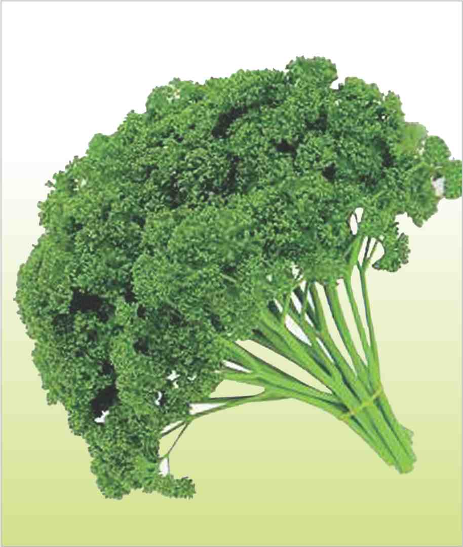 Parsley Forest Green Triple Curled Seeds