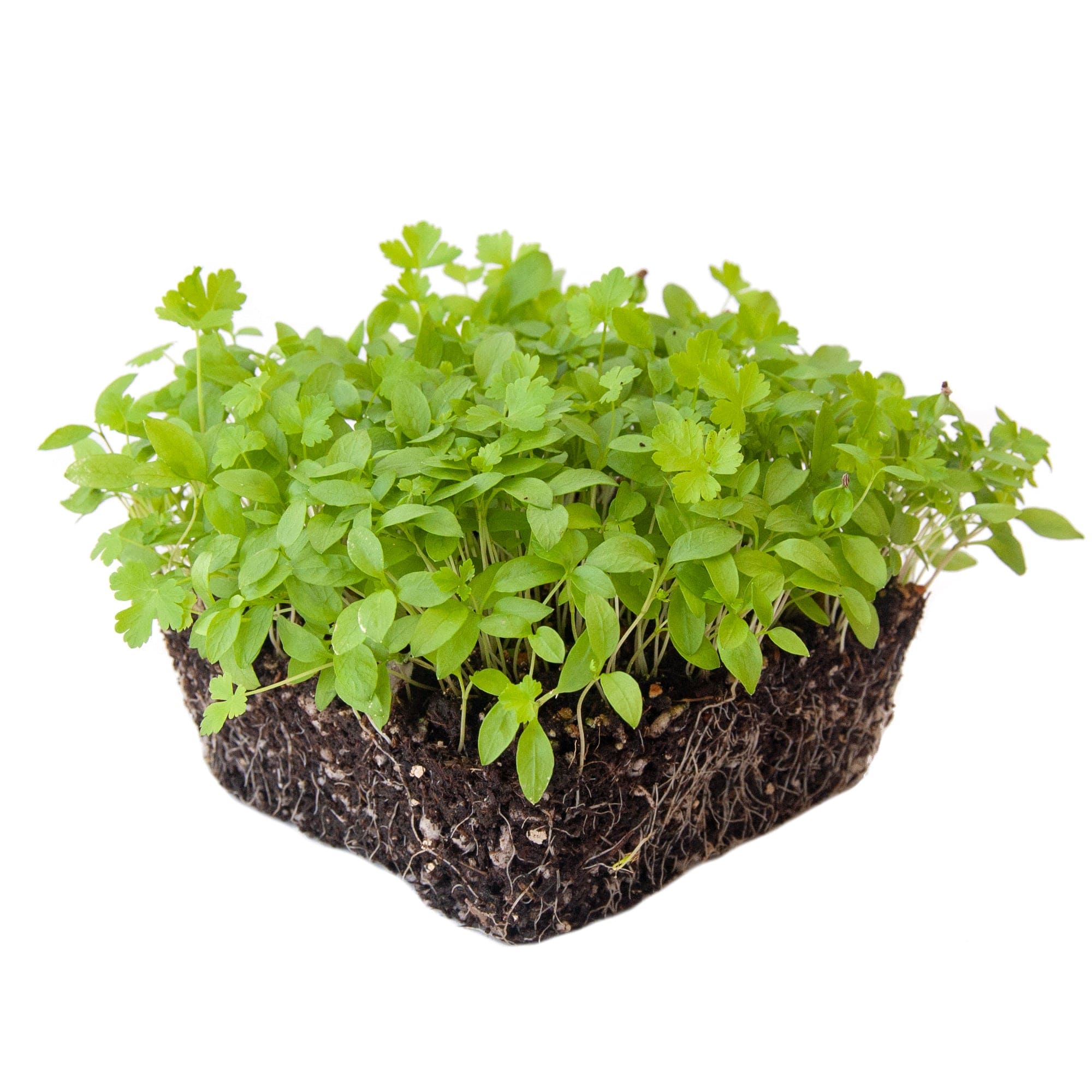 Parsley microgreens