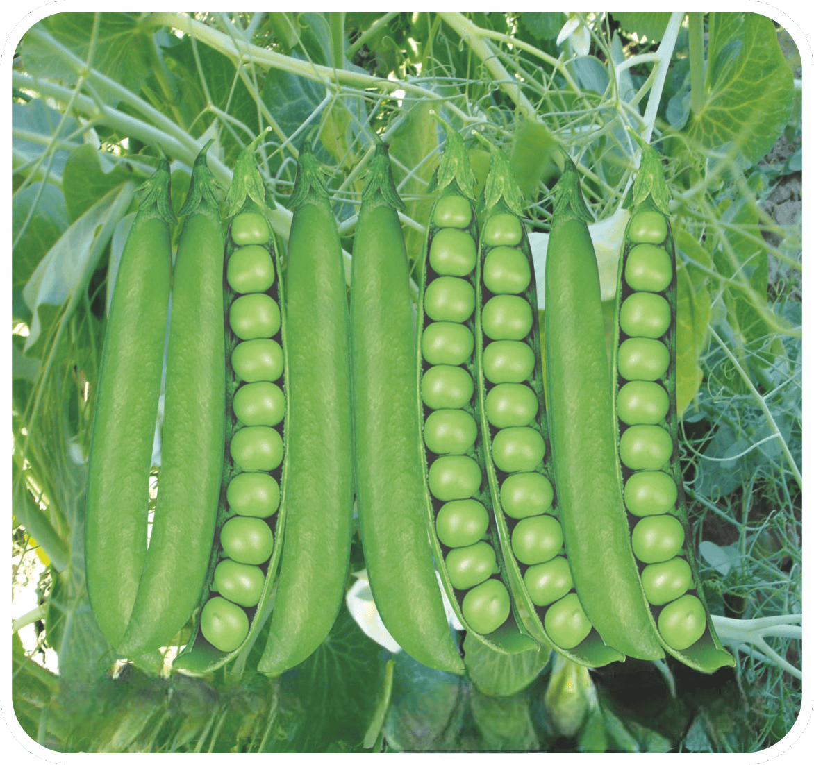 Peas Magic-100 Seeds