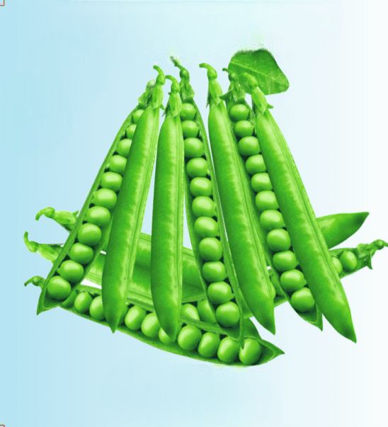 Peas Titan Seeds