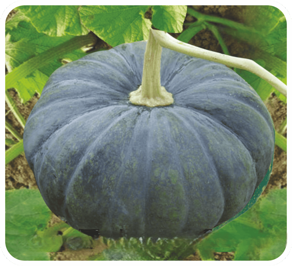 Hybrid Pumpkin Black Wonder Seeds
