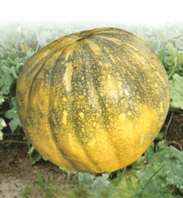 Hybrid Pumpkin King Seeds