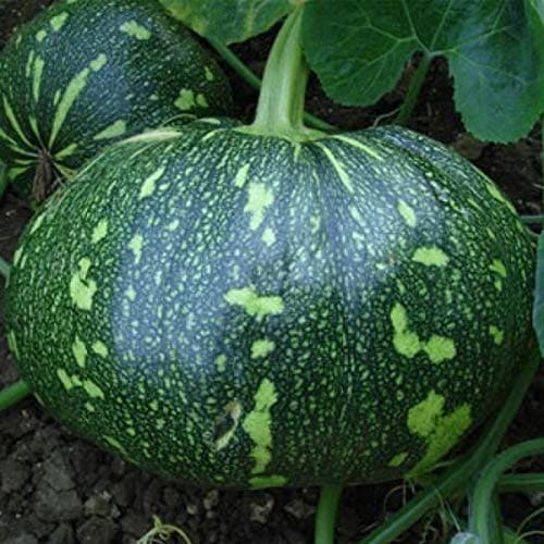 Hybrid Pumpkin Pluto-71 Seeds