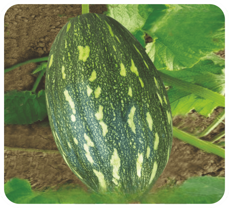 Hybrid Pumpkin Vikas Seeds