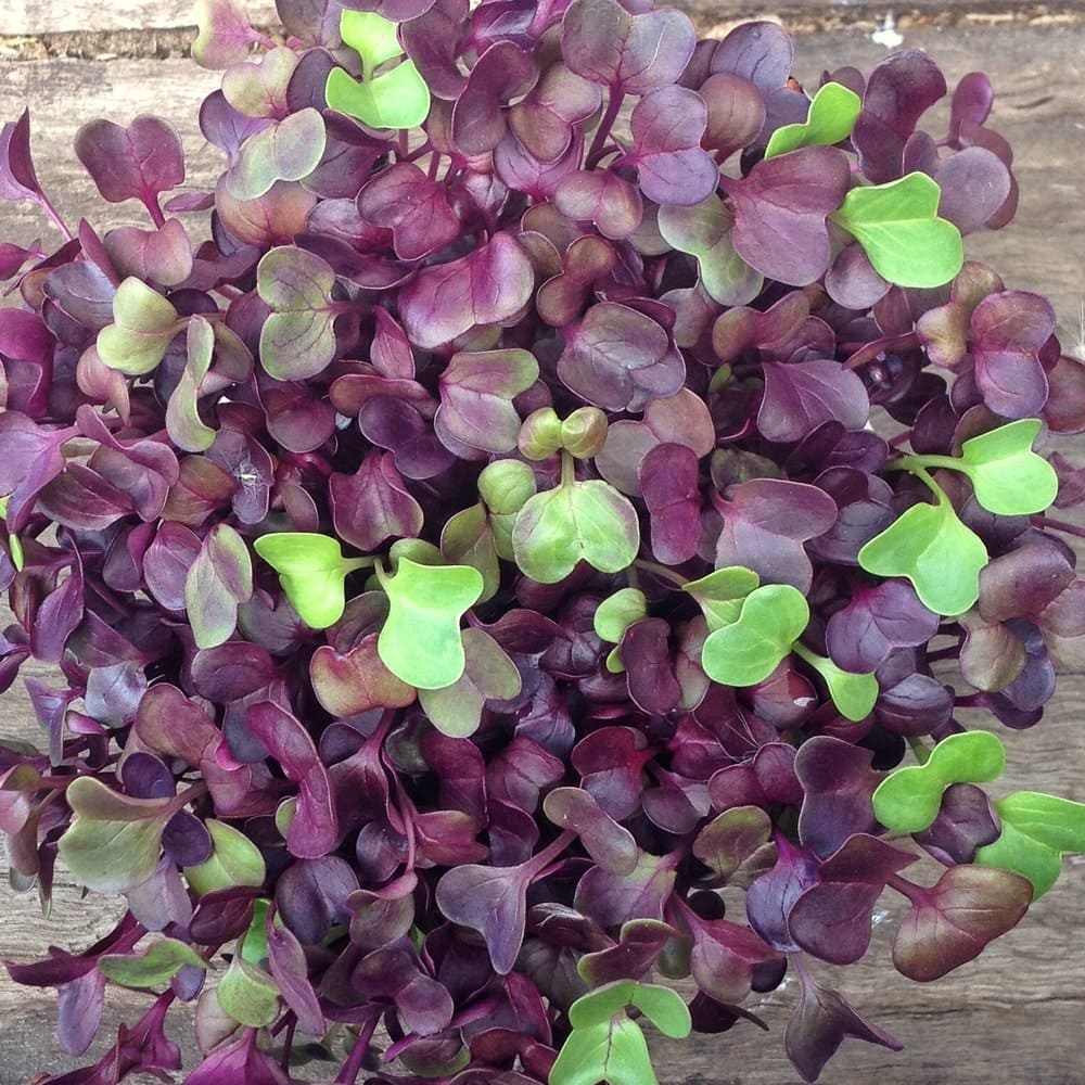 Radish Purple Sango Microgreens Seeeds