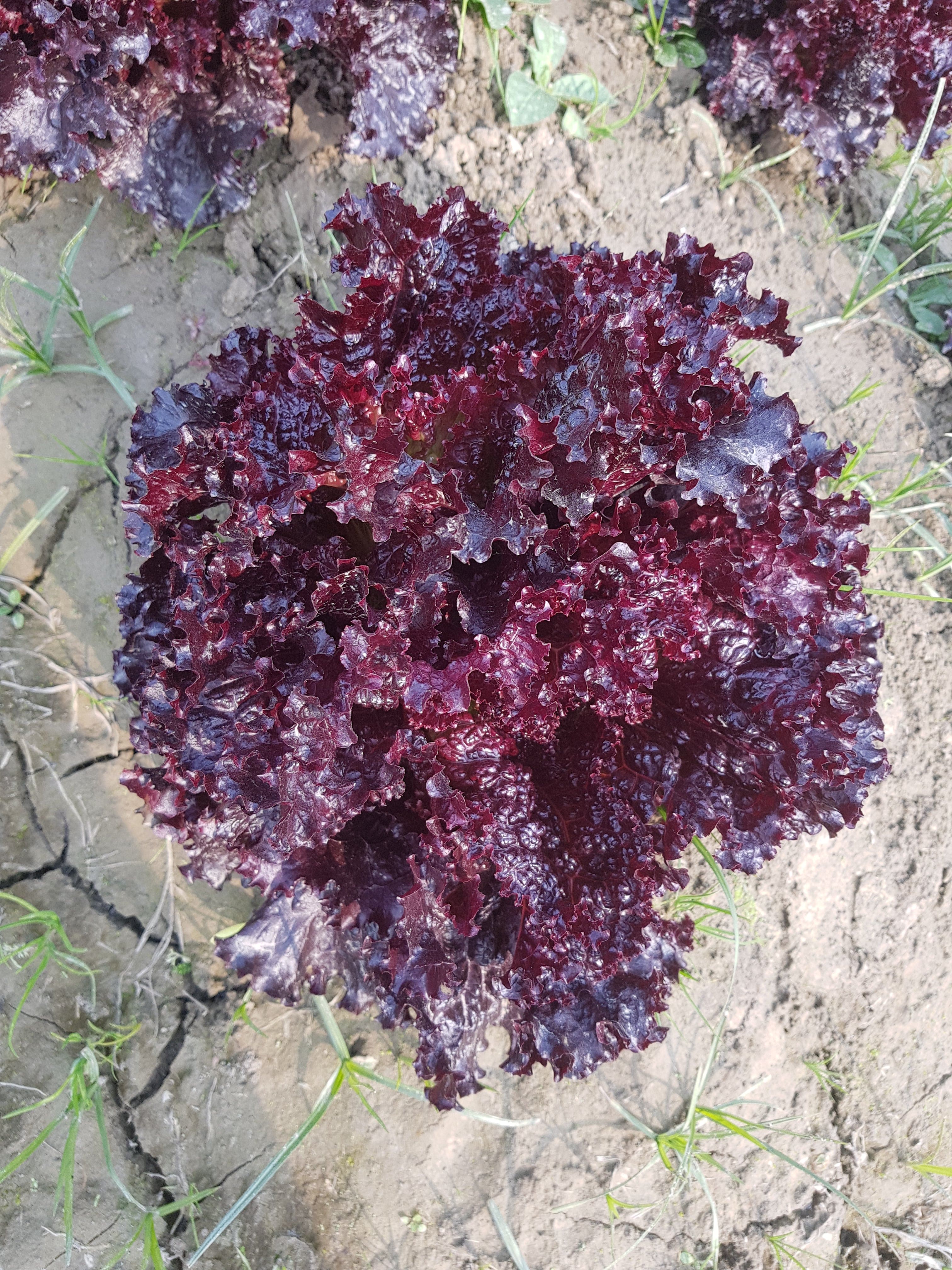 Lettuce Red Rose Seeds