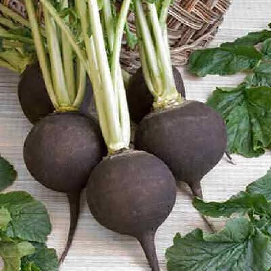 Radish Black Spanish Round Seeds