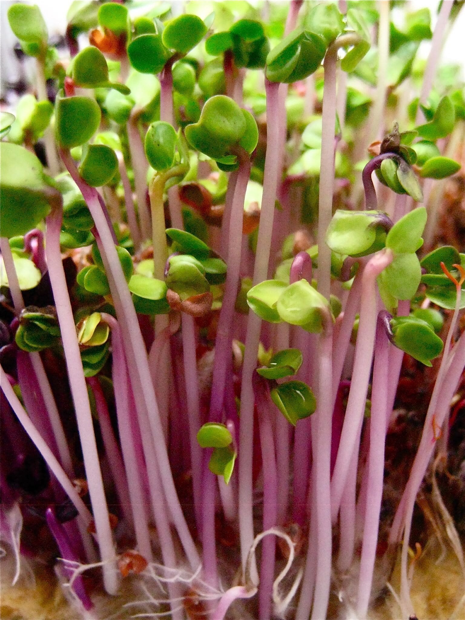 Radish China Rose microgreens