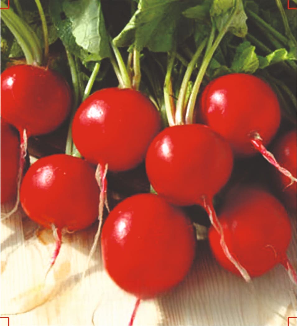Radish Cherry Belle Seeds