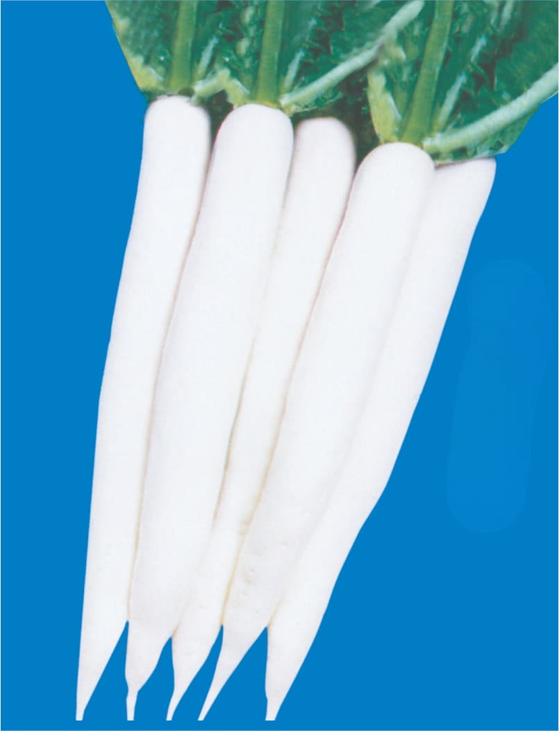 Radish 40 Days Seeds