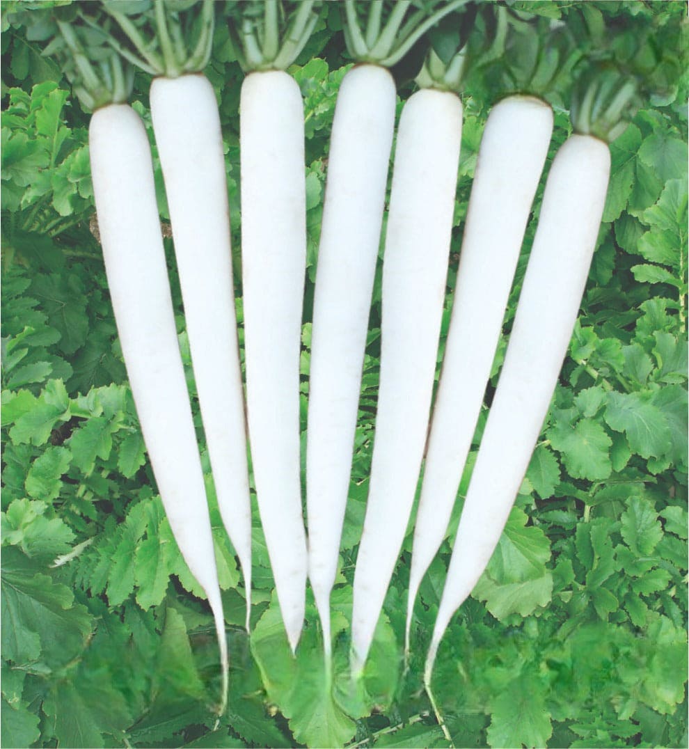 Hybrid Radish Suzuki-555 Seeds