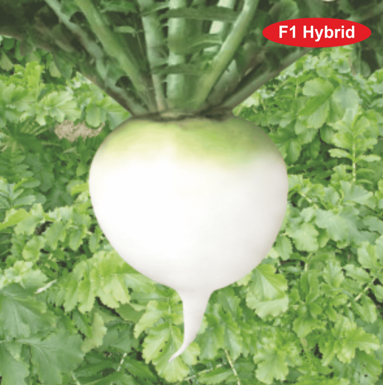 Radish White Ball Seeds