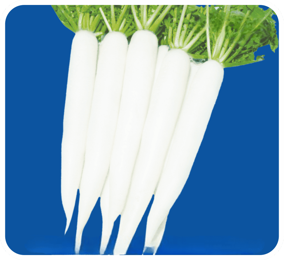 Hybrid Radish Winter Queen Seeds