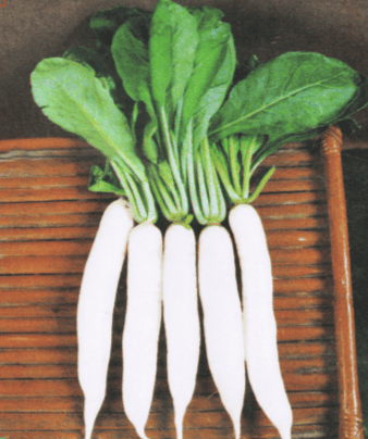 Radish Palak Patta Seeds