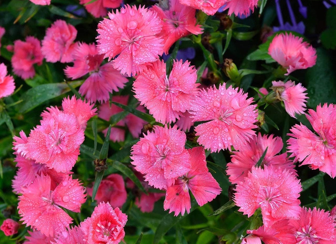 Dianthus (Pink) Mix Seeds