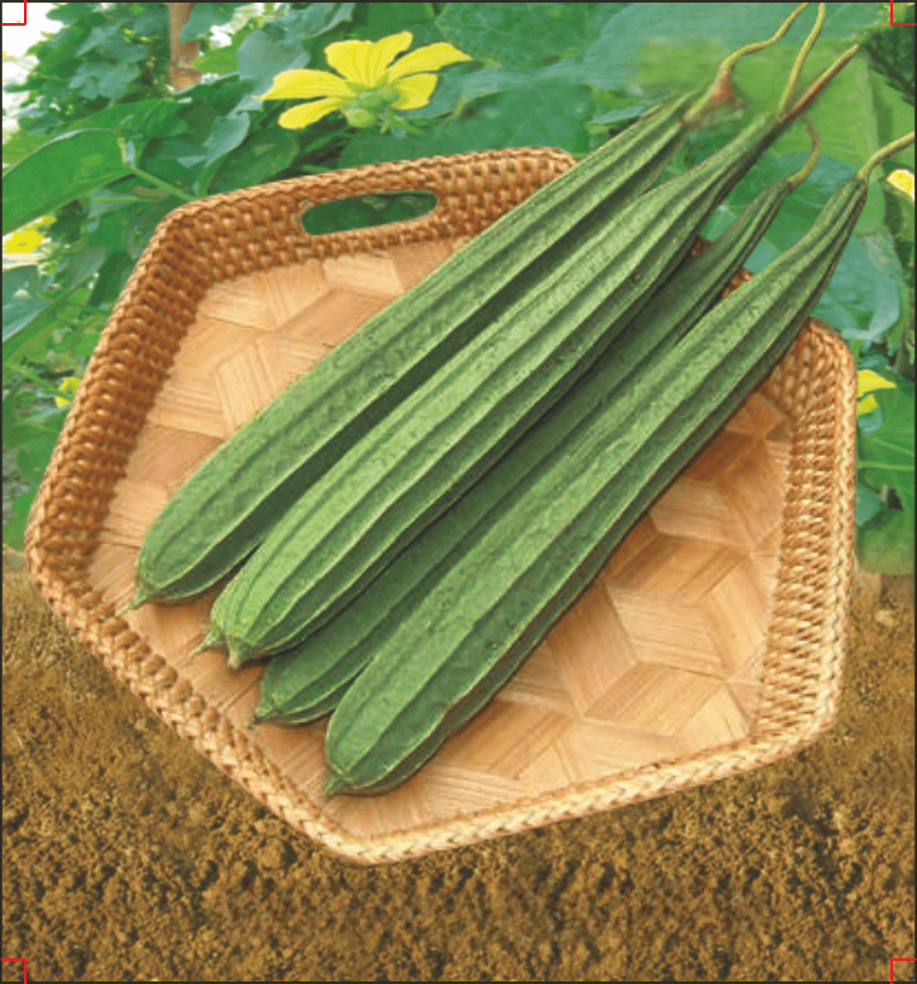 Hybrid Ridgegourd Aasha Seeds