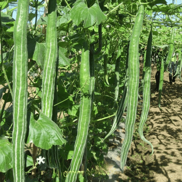 Hybrid Snakegourd Kalia Seeds