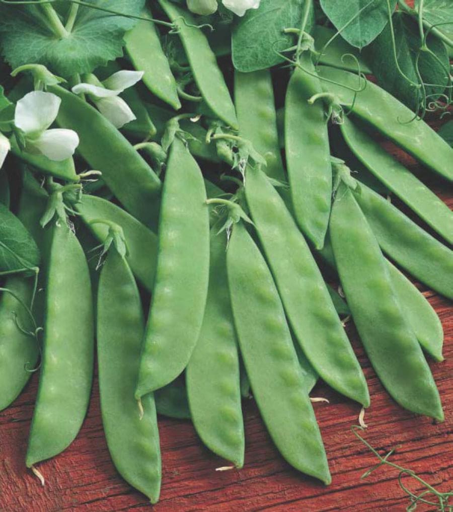 Snow Peas Seeds