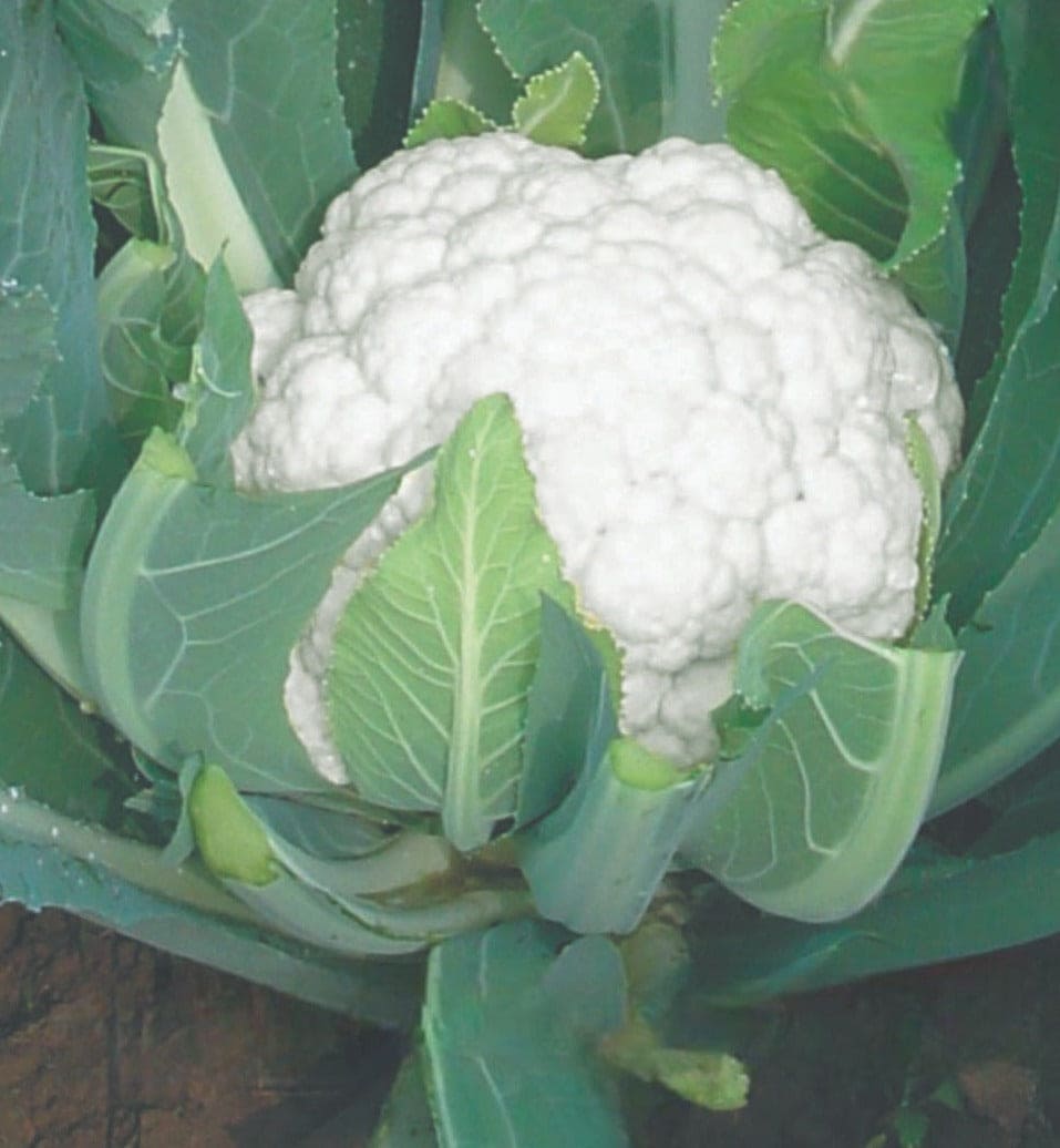 Hybrid Cauliflower for Winter Season (Temperate)