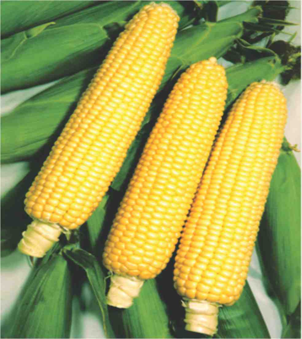 F1 Hybrid Sweet Corn Seeds