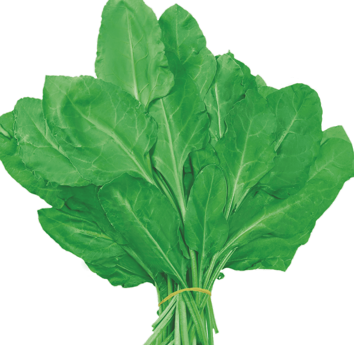 Spinach All Green Seeds