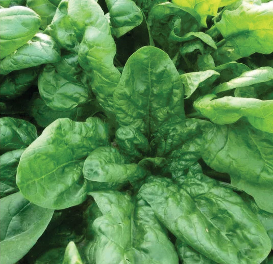 Spinach Italian Greener seeds