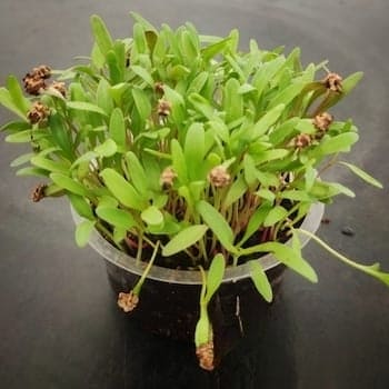 Spinach All Green microgreens