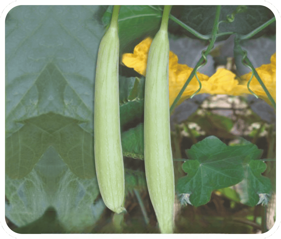 Hybrid Spongegourd Nidhi Seeds